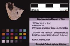 Foto (Objekt + Etiketten) von Gastrodorus sp. (NHMW-GEO-1990-0041-0102)